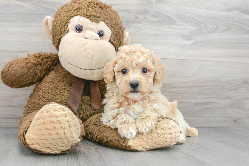 Popular Poochon Poodle Mix Pup