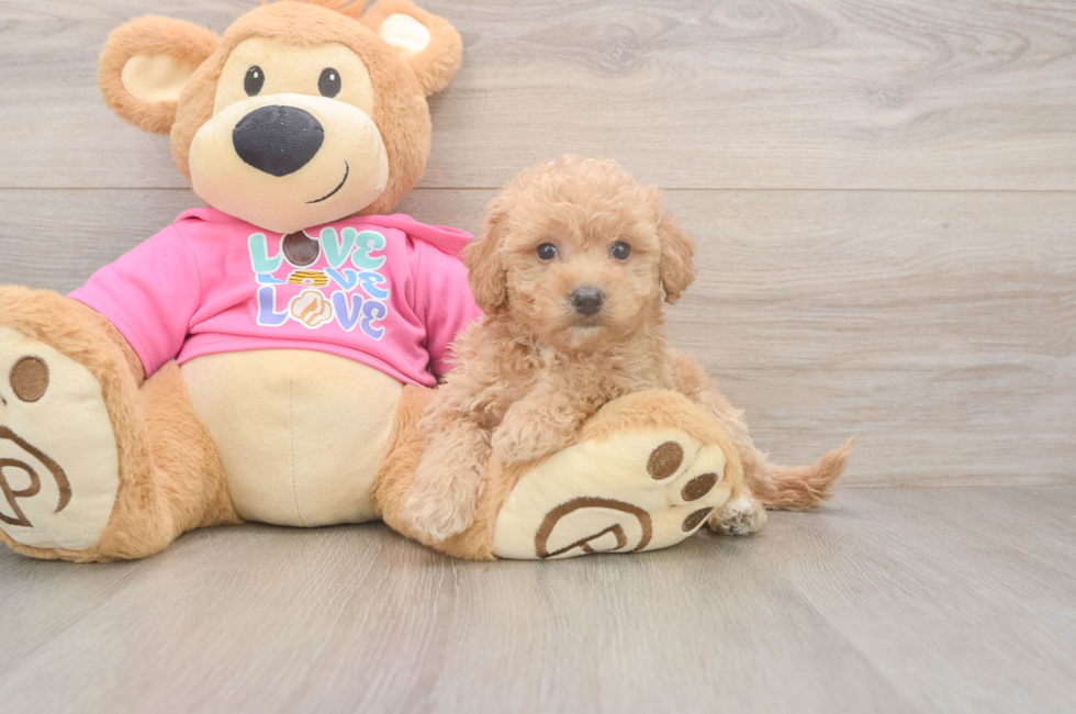 5 week old Poochon Puppy For Sale - Premier Pups