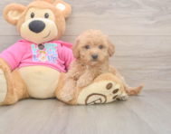 8 week old Poochon Puppy For Sale - Premier Pups 8 week old Poochon Puppy For Sale - Premier Pups