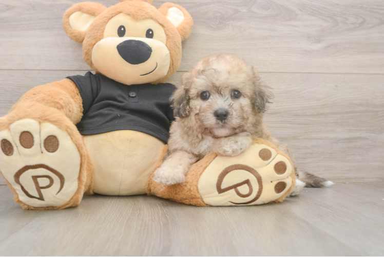 Friendly Poochon Baby