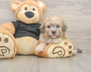 6 week old Poochon Puppy For Sale - Premier Pups