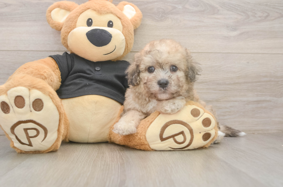 5 week old Poochon Puppy For Sale - Premier Pups
