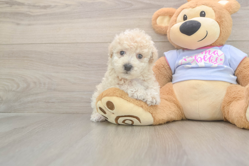 Meet Fry - our Poochon Puppy Photo  2/3 - Premier Pups Cute Poochon Baby
