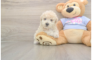 Meet Fry - our Poochon Puppy Photo  2/3 - Premier Pups Cute Poochon Baby