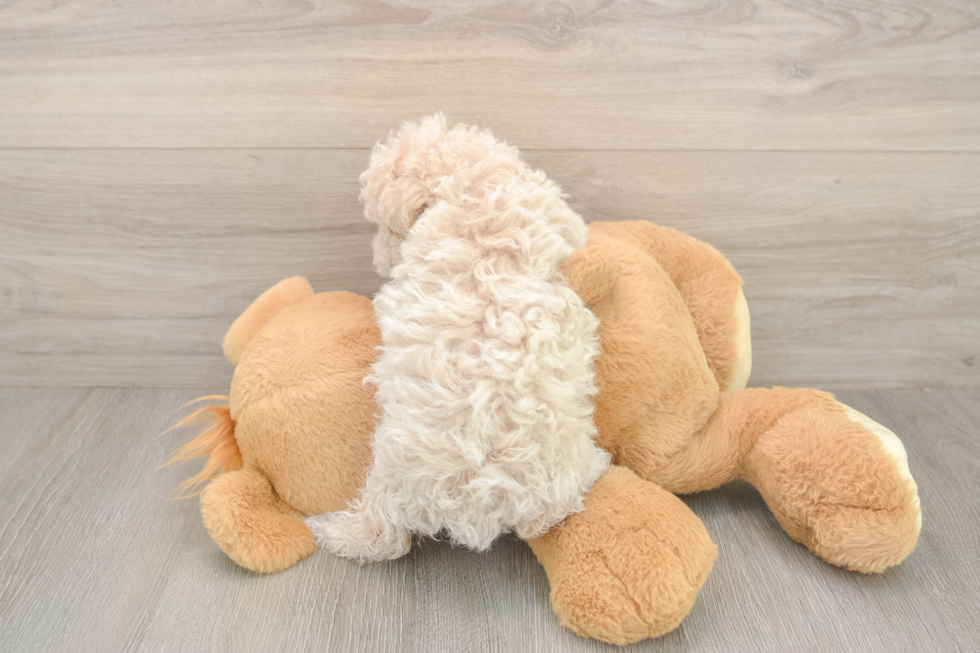 Meet Fry - our Poochon Puppy Photo  3/3 - Premier Pups Sweet Poochon Baby