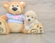 8 week old Poochon Puppy For Sale - Premier Pups