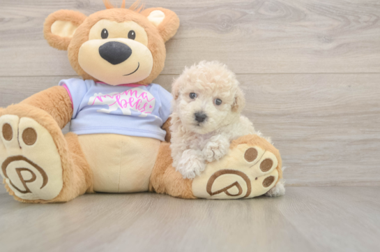 5 week old Poochon Puppy For Sale - Premier Pups Poochon Pup Being Cute