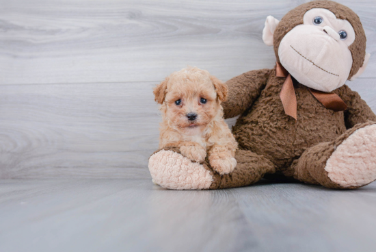 Happy Poochon Baby