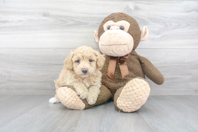 Fluffy Poochon Poodle Mix Pup