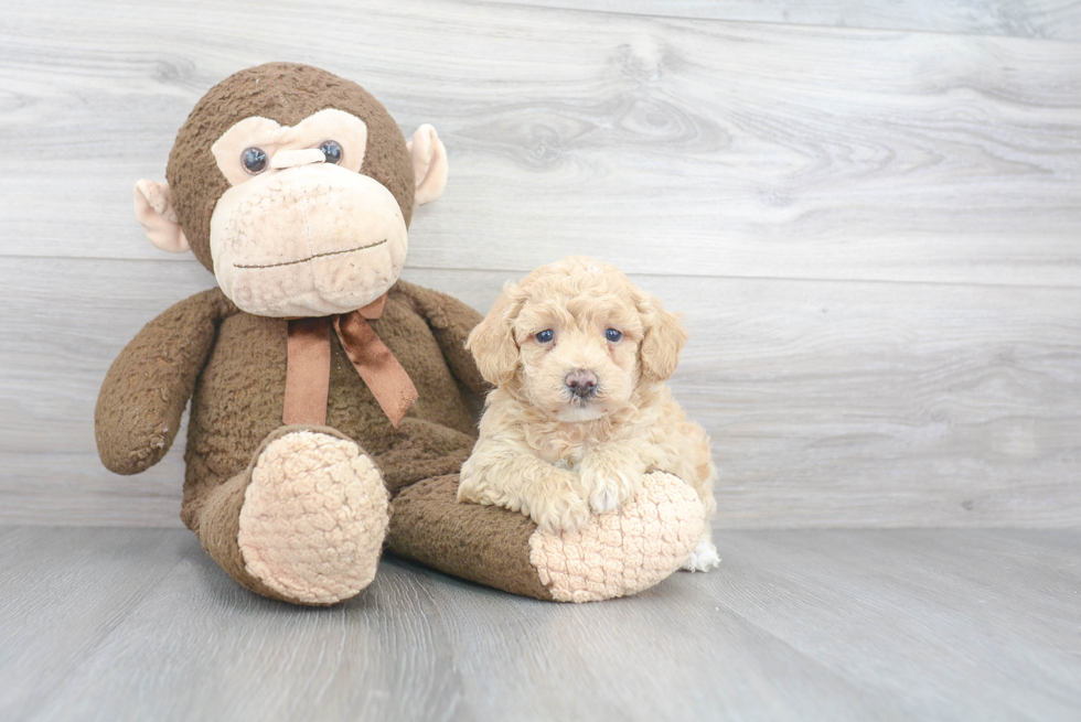 Poochon Puppy for Adoption