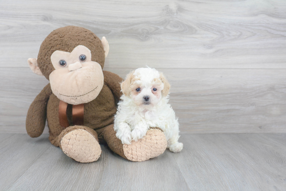 Funny Poochon Poodle Mix Pup