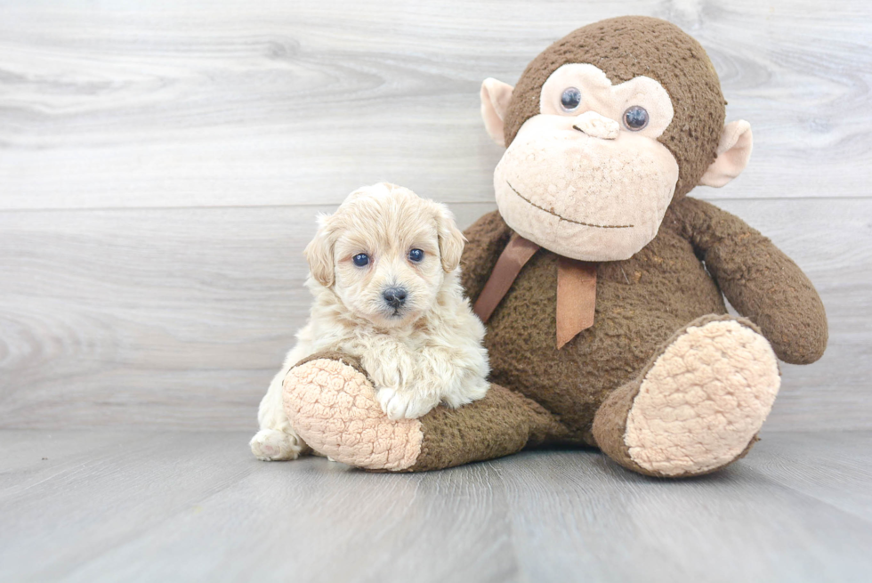 Poochon Puppy for Adoption