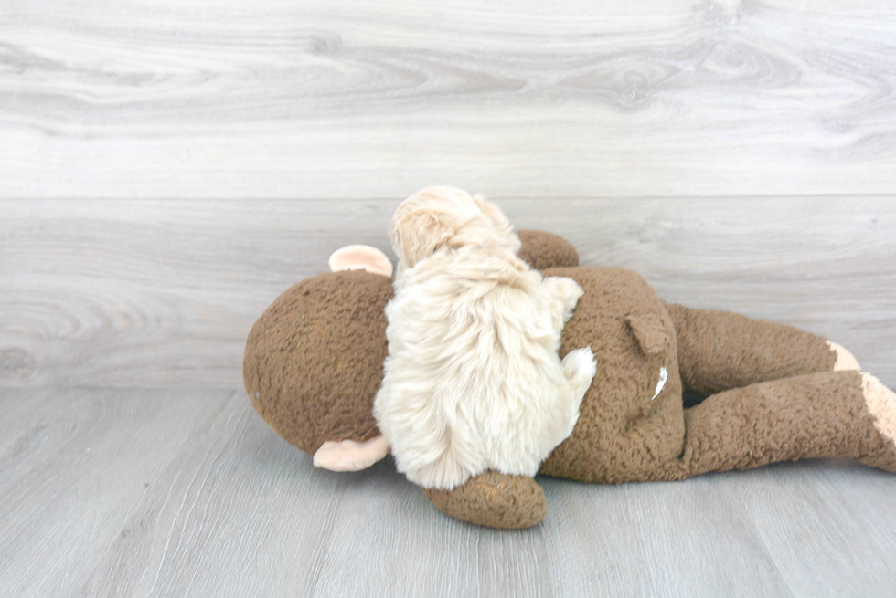 Best Poochon Baby