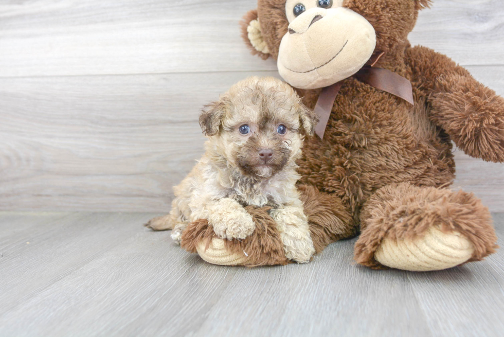 Happy Poochon Baby