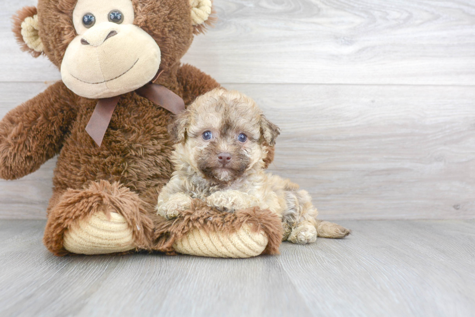 Poochon Pup Being Cute