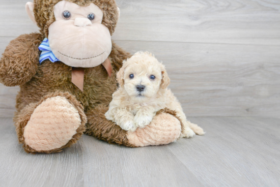 Poochon Pup Being Cute