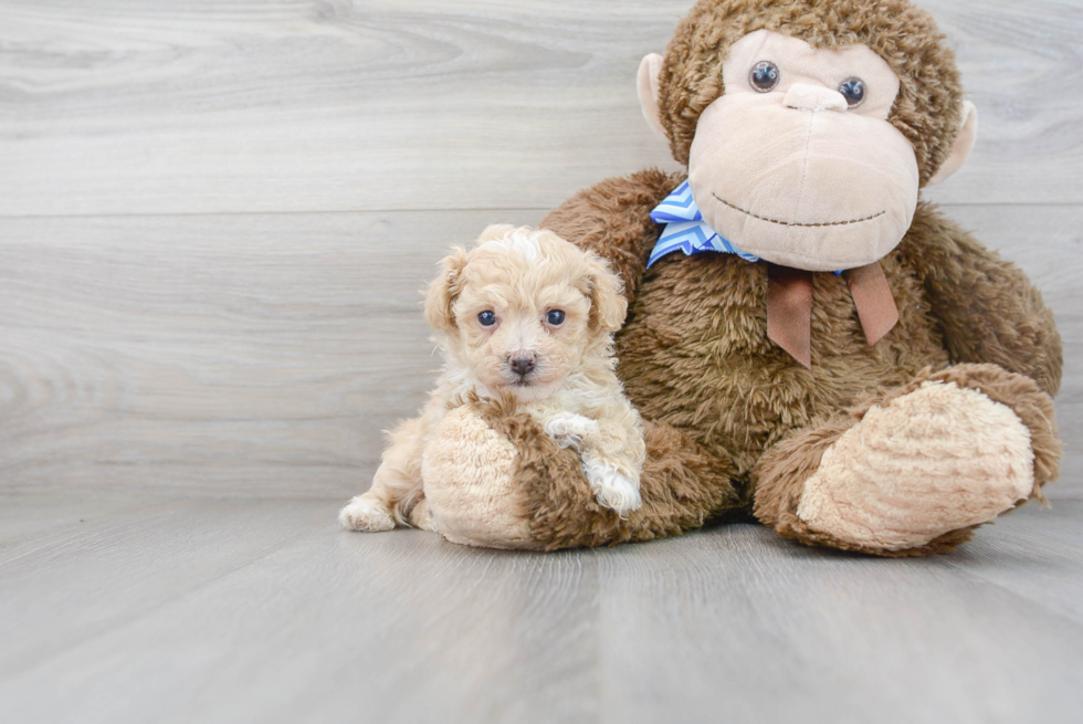 Poochon Pup Being Cute