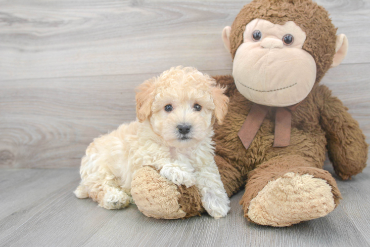 Playful Bichpoo Poodle Mix Puppy