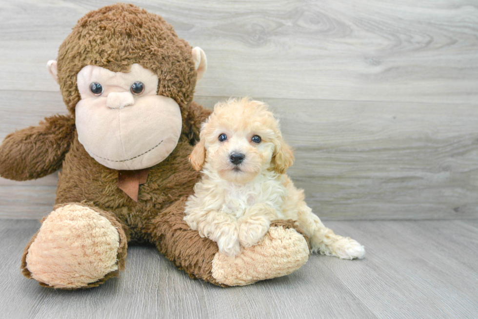 Poochon Pup Being Cute