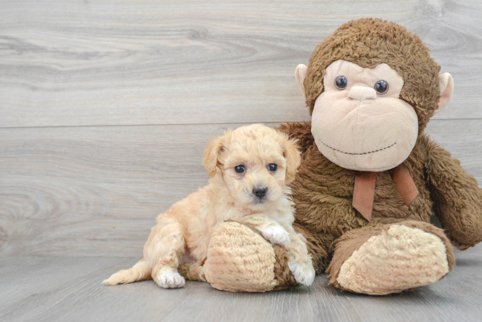 Energetic Bichpoo Poodle Mix Puppy