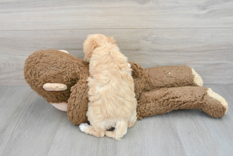 Friendly Poochon Baby