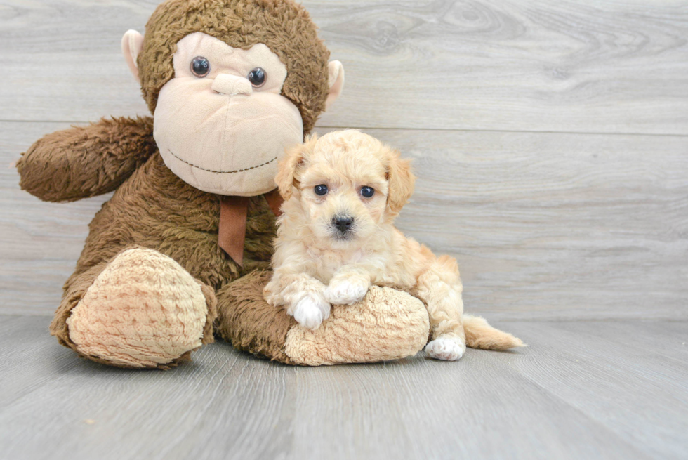 Playful Bichpoo Poodle Mix Puppy