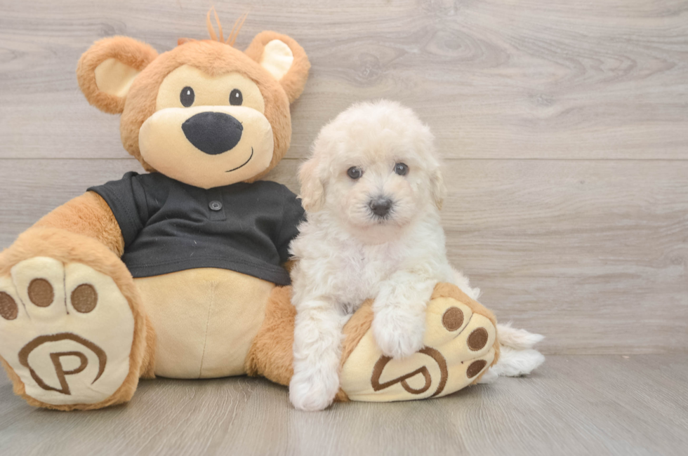 5 week old Poochon Puppy For Sale - Premier Pups