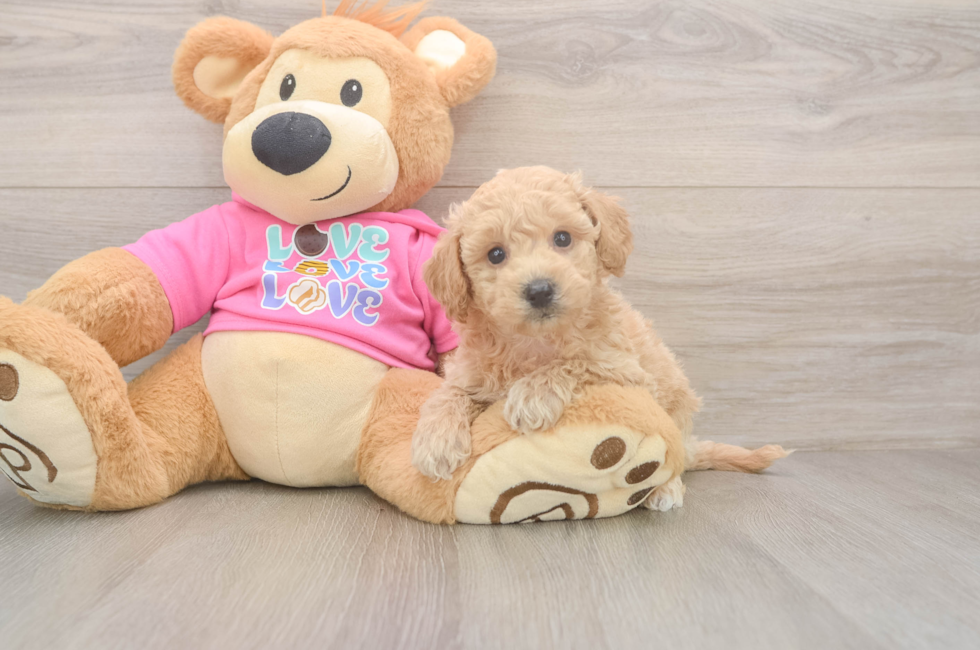 5 week old Poochon Puppy For Sale - Premier Pups