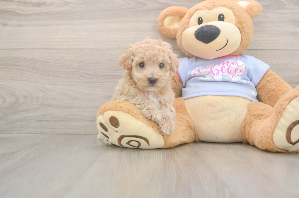 5 week old Poochon Puppy For Sale - Premier Pups