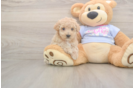 Meet Funyun - our Poochon Puppy Photo  1/3 - Premier Pups Best Poochon Baby