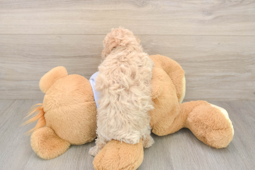 Meet Funyun - our Poochon Puppy Photo  3/3 - Premier Pups Poochon Puppy for Adoption