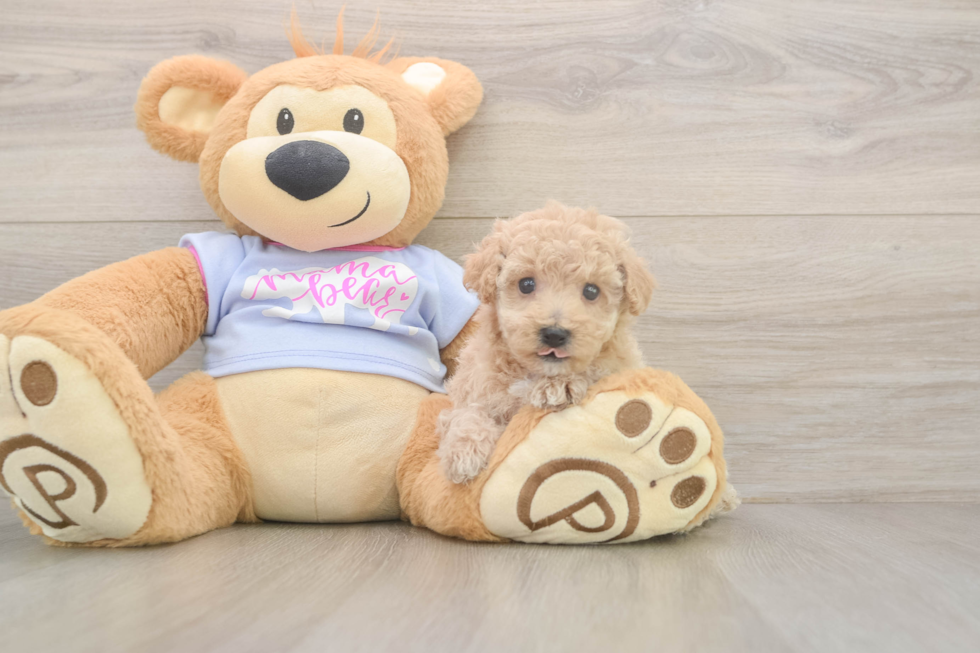 Meet Funyun - our Poochon Puppy Photo  2/3 - Premier Pups Hypoallergenic Bichpoo Poodle Mix Puppy