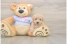 Meet Funyun - our Poochon Puppy Photo  2/3 - Premier Pups Hypoallergenic Bichpoo Poodle Mix Puppy