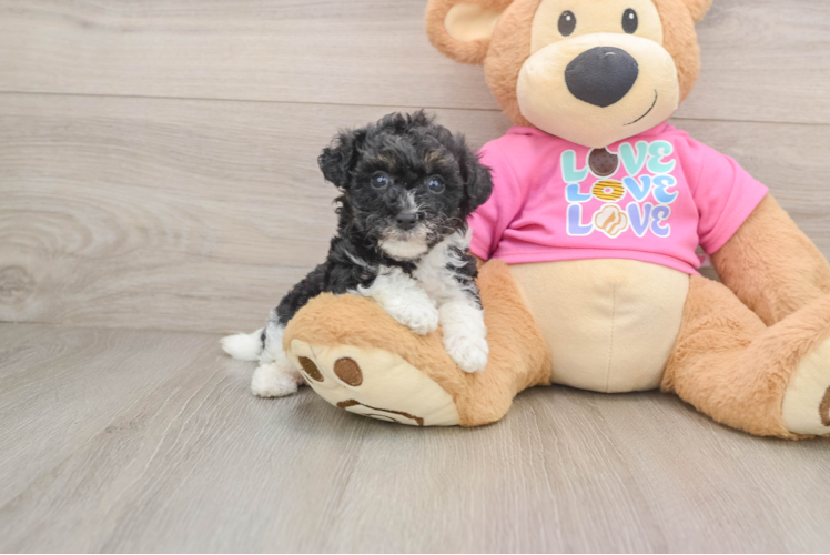 Cute Poochon Baby