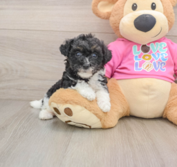 5 week old Poochon Puppy For Sale - Premier Pups