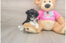 Cute Poochon Baby
