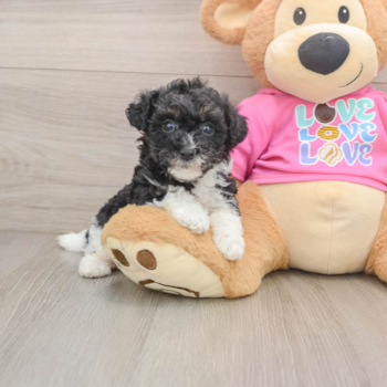 Cute Poochon Baby