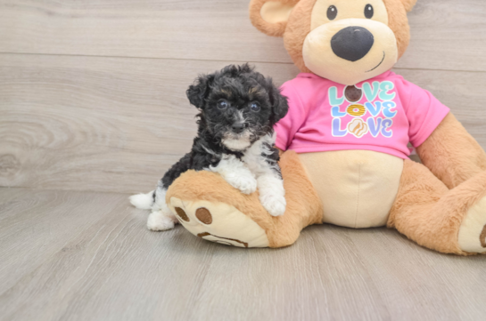 Cute Poochon Baby