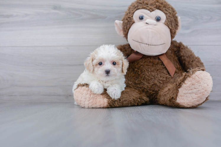 Hypoallergenic Bichpoo Poodle Mix Puppy