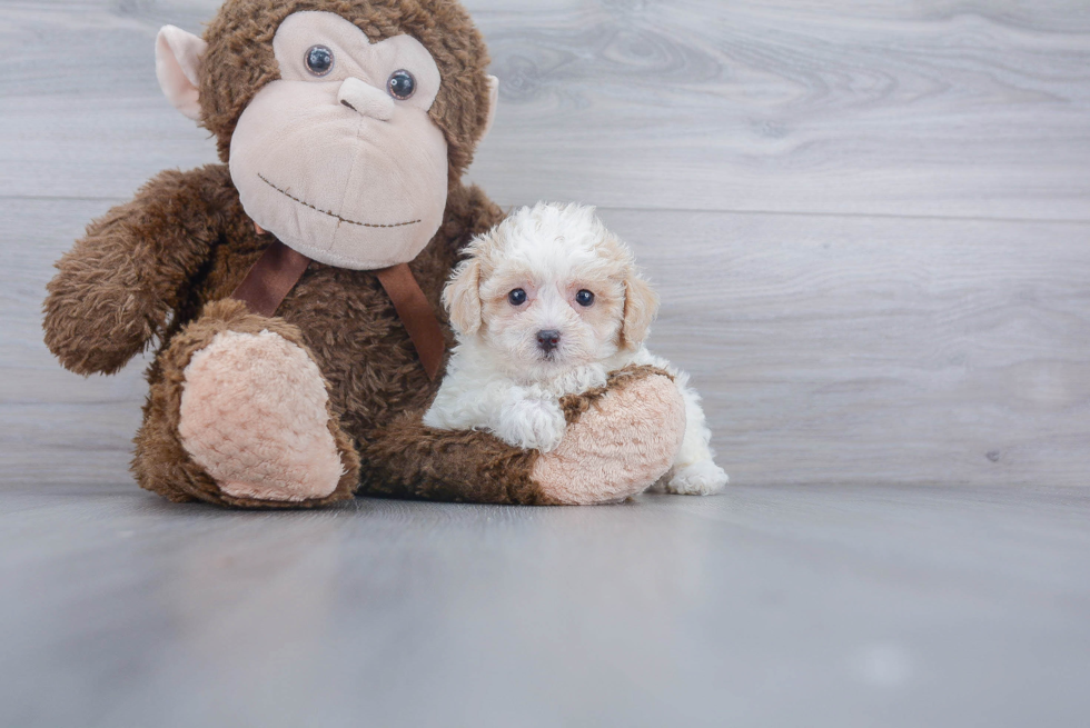 Poochon Pup Being Cute