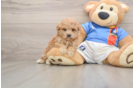 Best Poochon Baby