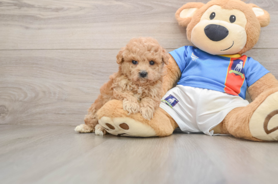 Best Poochon Baby