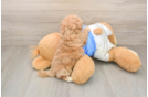 Best Poochon Baby