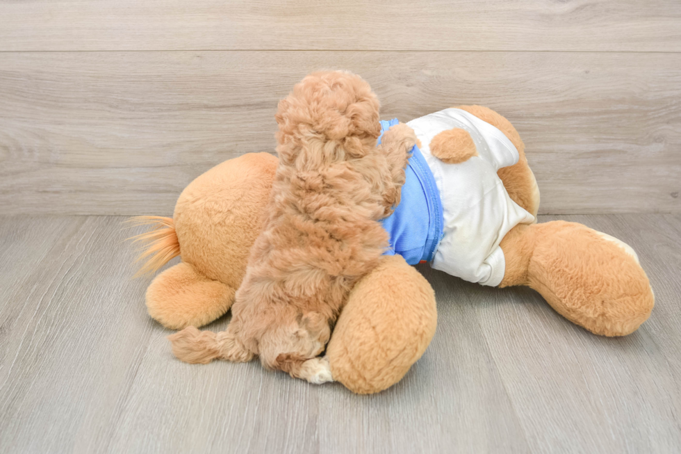 Best Poochon Baby