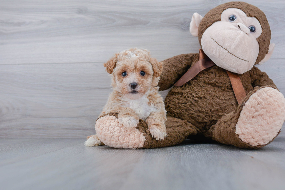 Popular Poochon Poodle Mix Pup