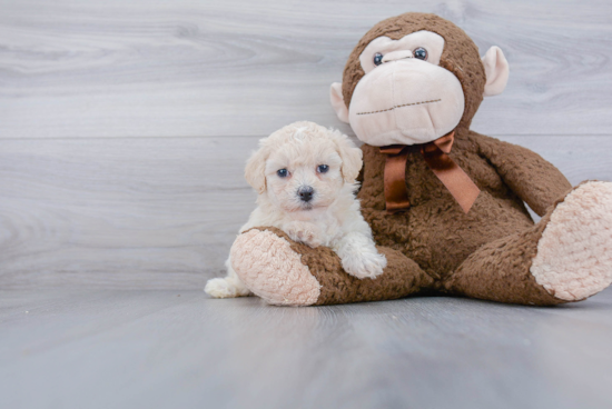 Funny Poochon Poodle Mix Pup