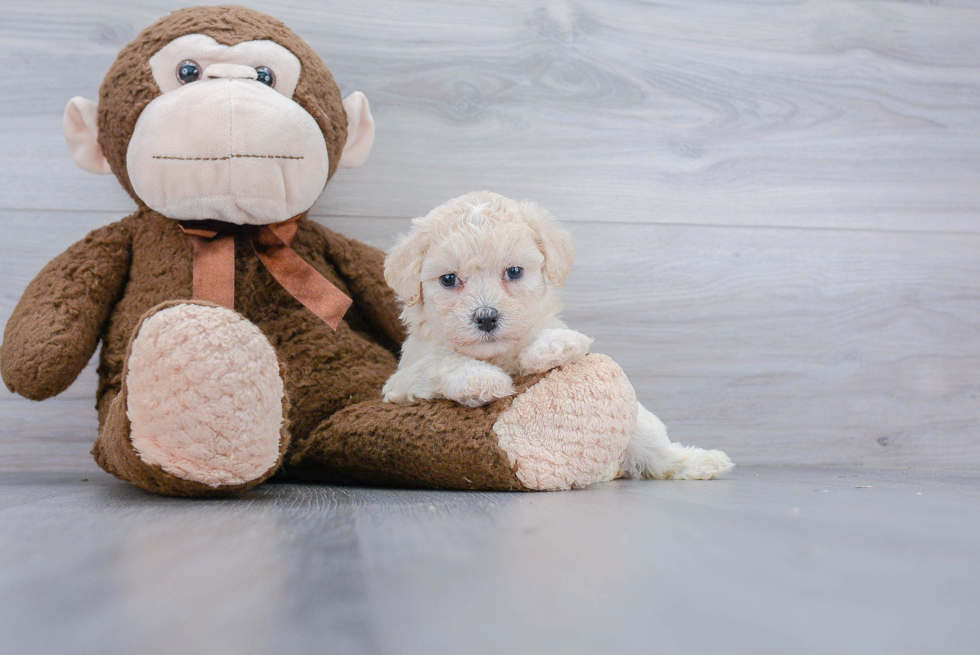 Poochon Pup Being Cute