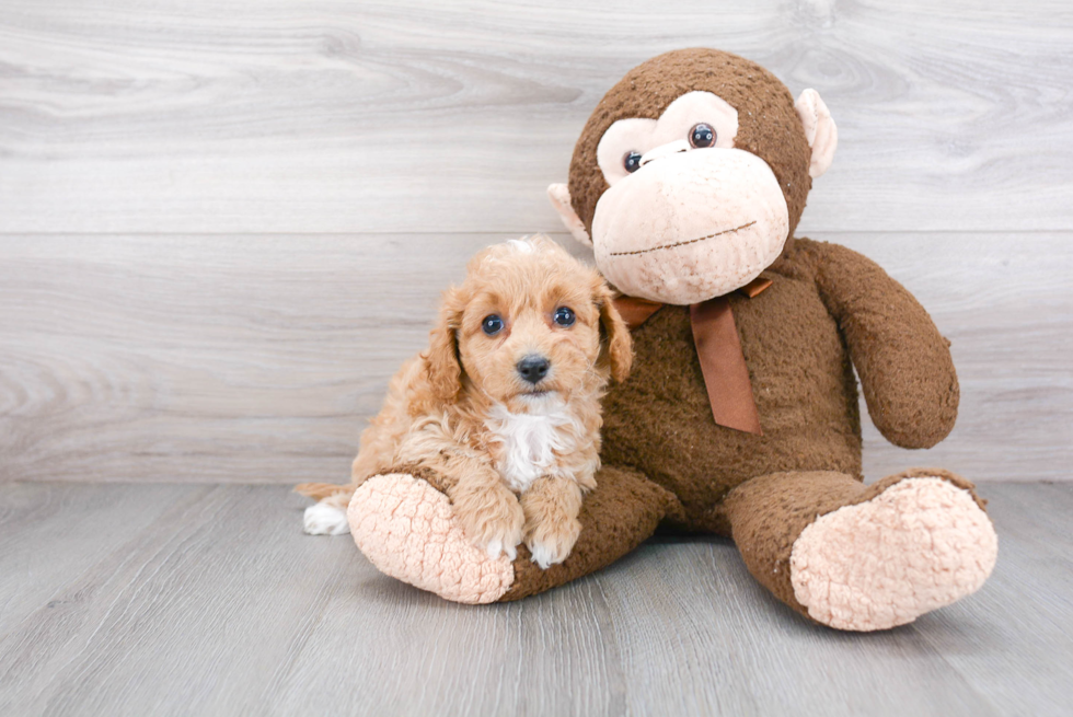 Adorable Bichpoo Poodle Mix Puppy