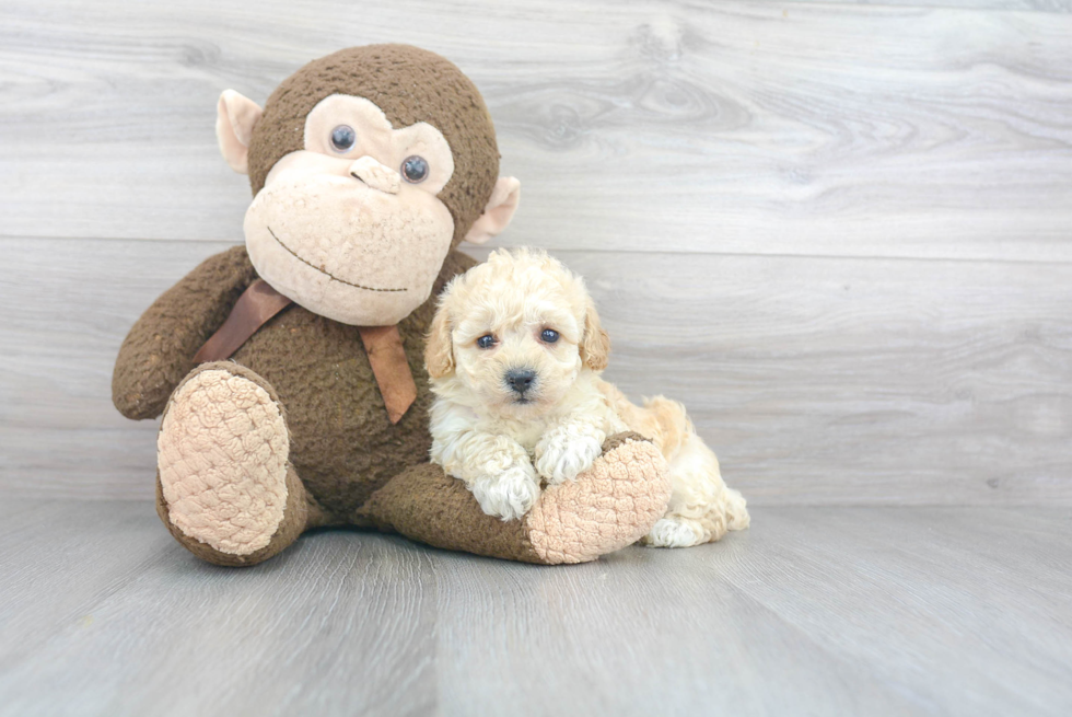 Popular Poochon Poodle Mix Pup