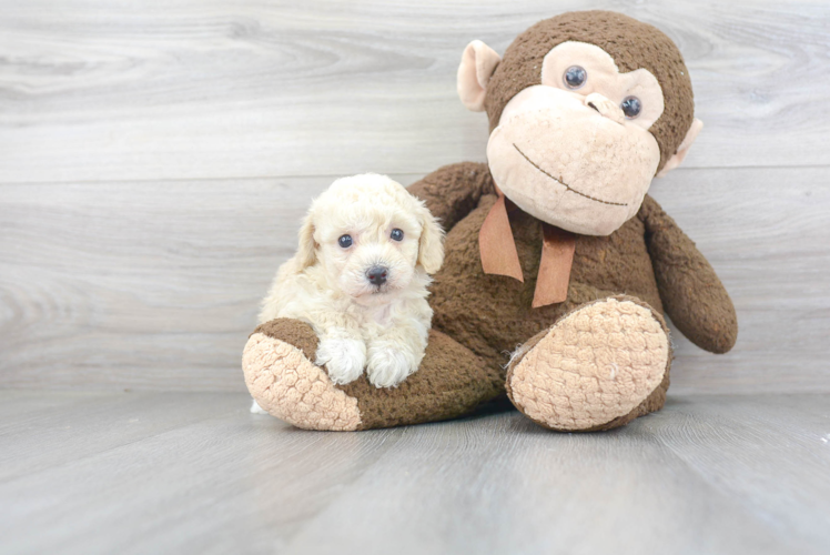 Playful Bichpoo Poodle Mix Puppy